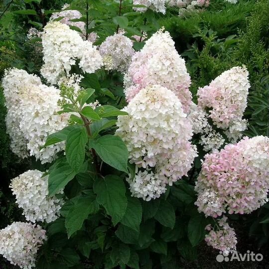 Питомник С реализует гортензию Сильвер Доллар