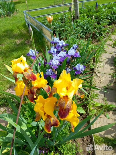 Ирисы бородатые