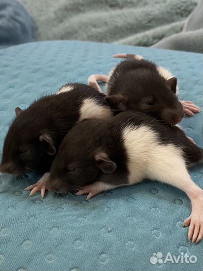 Крысы дамбо