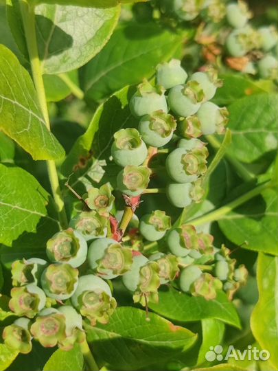 Саженцы голубики 4-летние плодоносящие