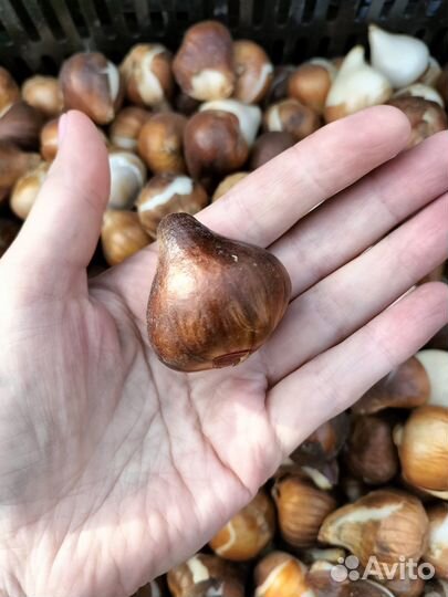 Луковицы тюльпанов оптом 10/11