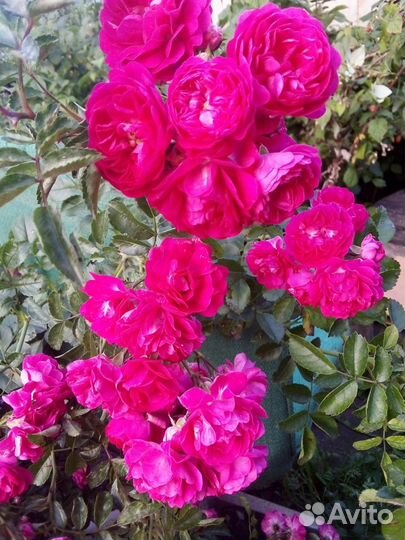 Цветы, ягодные кустарники