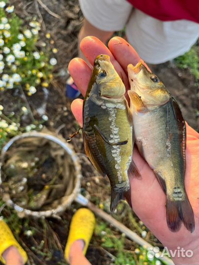 Малек карпа зарыбление рыбопосадочный материал