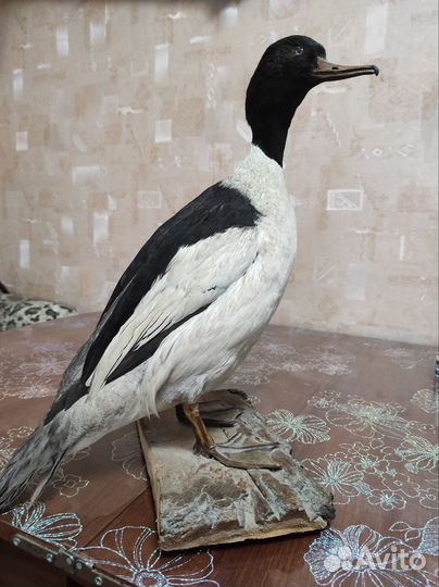 Чучело птицы