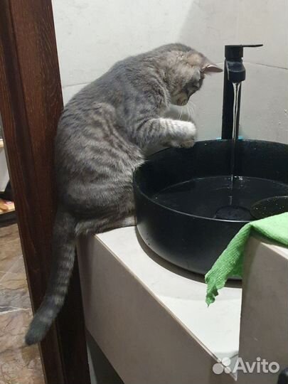 Серый кот