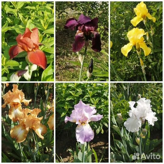 Ирисы бородатые все сортовые