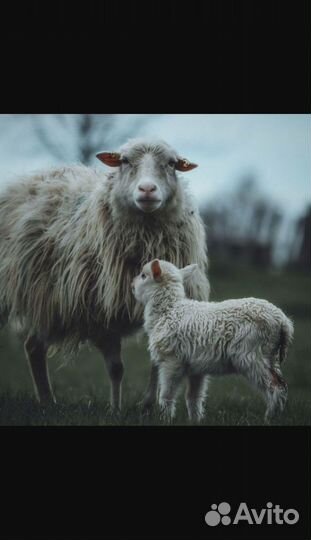 Овцы
