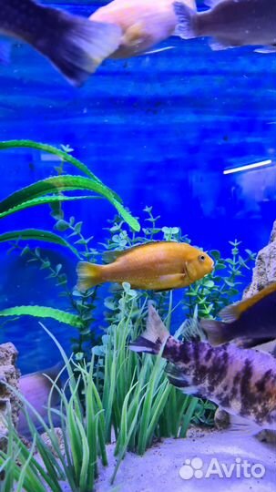 Цихлиды лабидохромис