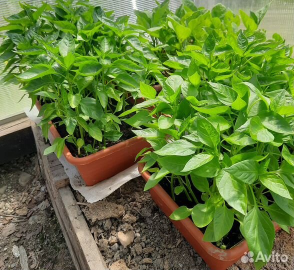 Рассада помидор, баклажан, перца(сладкий, острый)