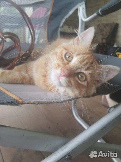 Котёнок тигрёнок рыжий