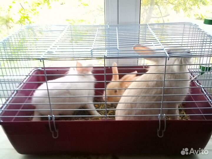 Декоративные кролики