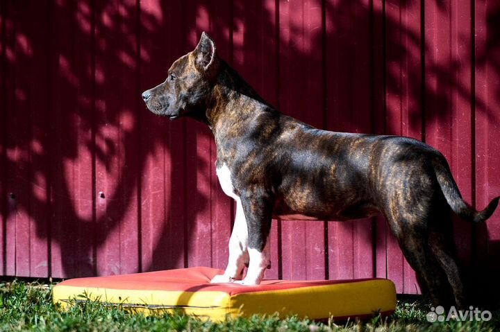 Американский булли