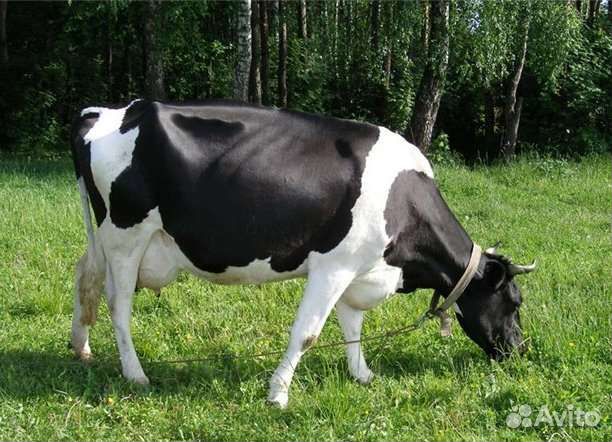 Искусственное осеменение и узи коров