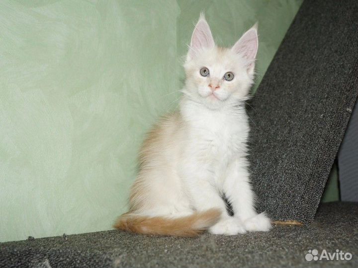 Мейн-кун котята рыжие