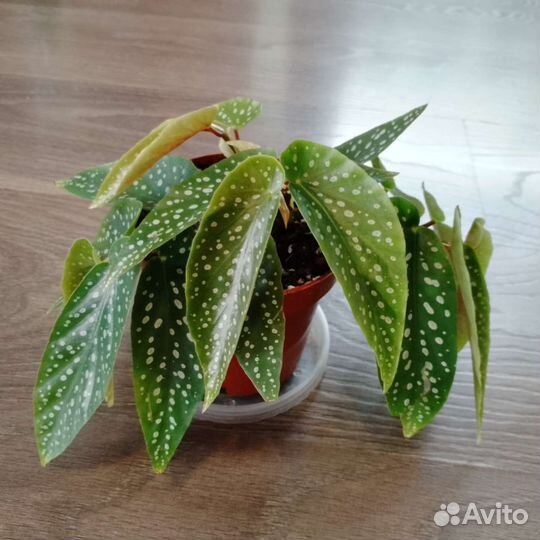 Растения для дома и офиса