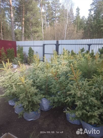 Ель голубая