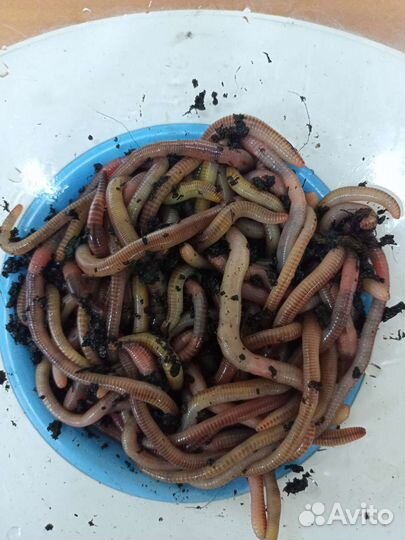 Червь Дендробена для рыбалки