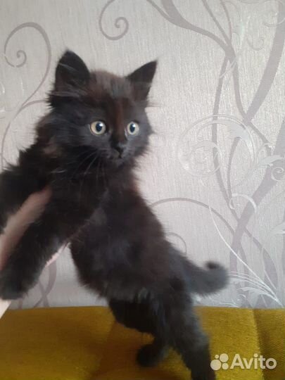 Кошечки добрые руки