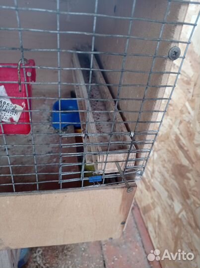 Клетка для птиц
