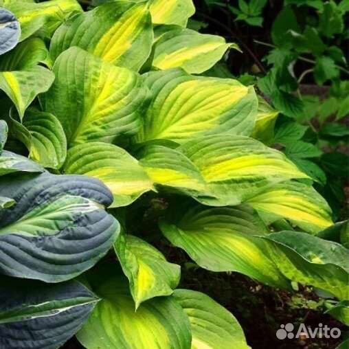 Хоста Лейксайд Банана Бей