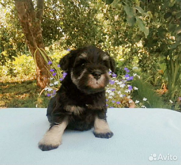 Цвергшнауцер щенки