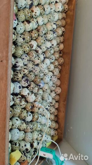 Яйца перепелиные инкубационные