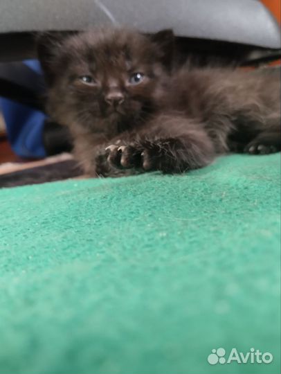 Кошка в дар сибирская