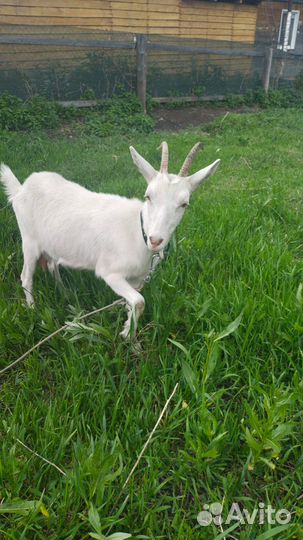 Продам козочек