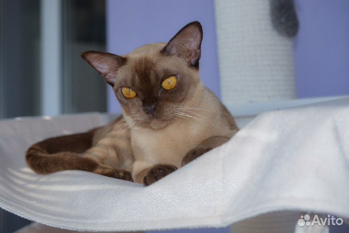 Бурманские котята питомник