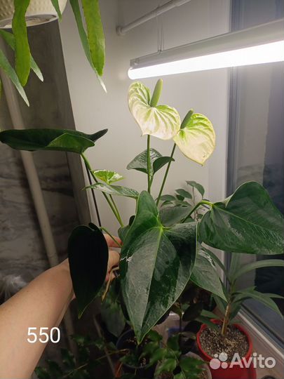 Антуриум Андре белый