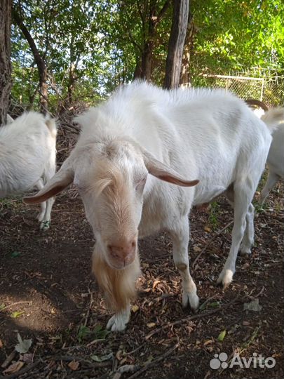 Козел зааненский