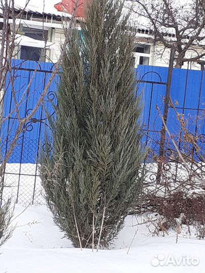 Большое растение