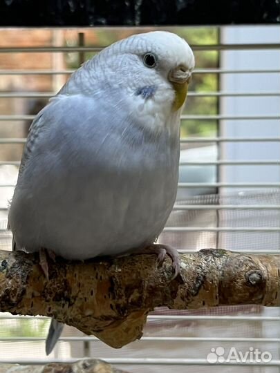 Волнистый попугай