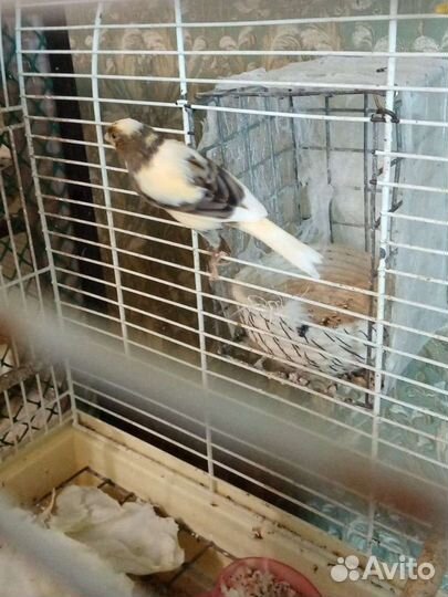 Кенары и канарейки домашнего разведения