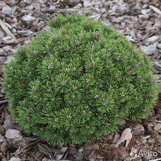 Сосны горные Benjamin и Mops
