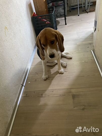 Щенок Бигль мальчик