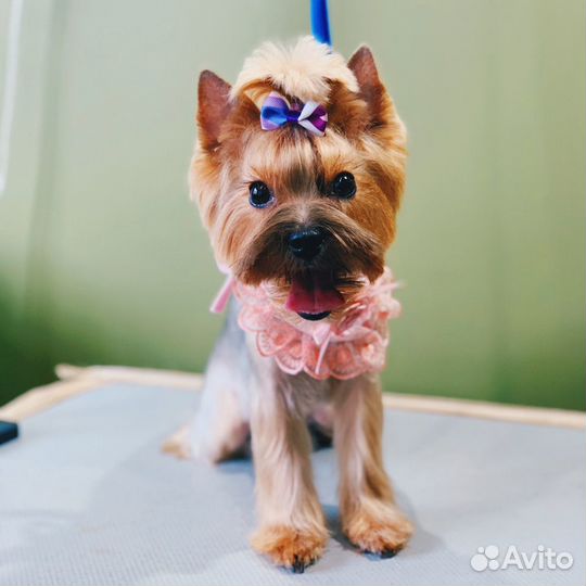 Стрижка и тримминг собак