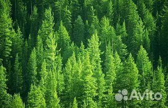 Семена лиственницы лиственница сибирская