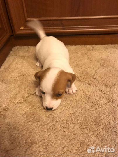 Джек Рассел терьер