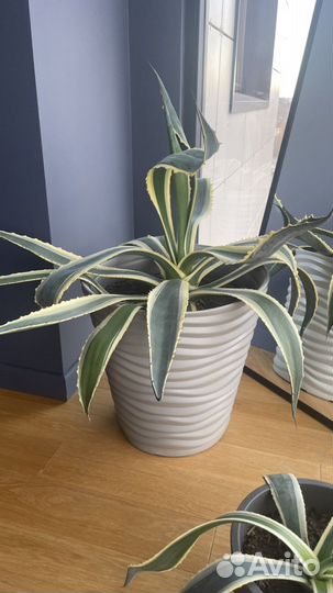 Агава американская