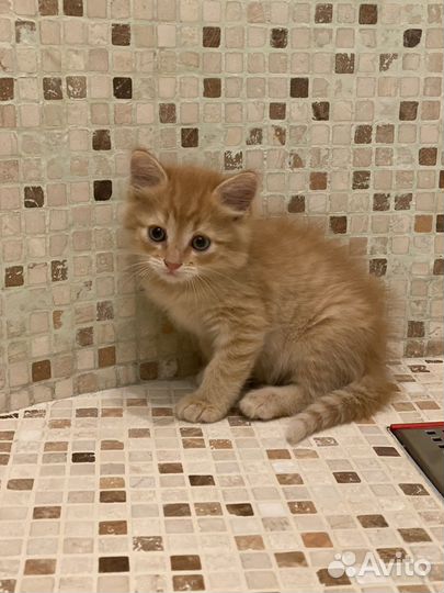 Мальчик Лёва ищет котородителей