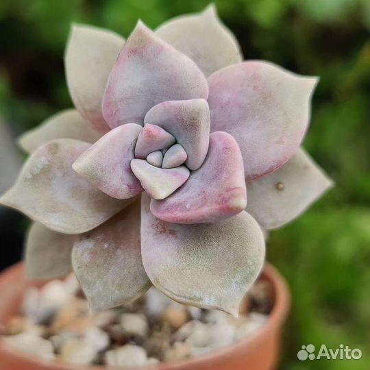 Суккуленты