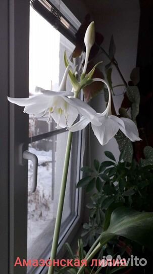 Комнатные растения