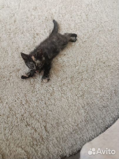 Котенок в добрые руки
