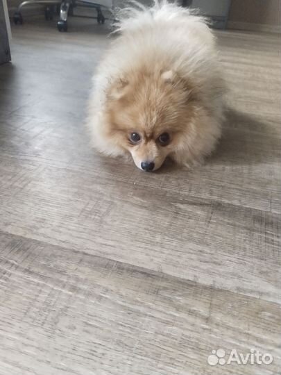 Померанский шпиц