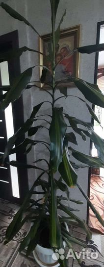 Драцена душистая