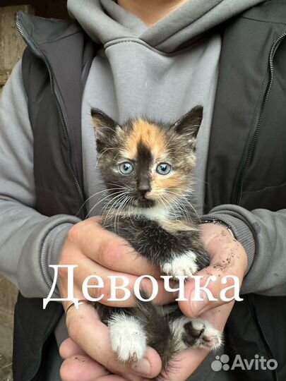 Котята в добрые руки даром