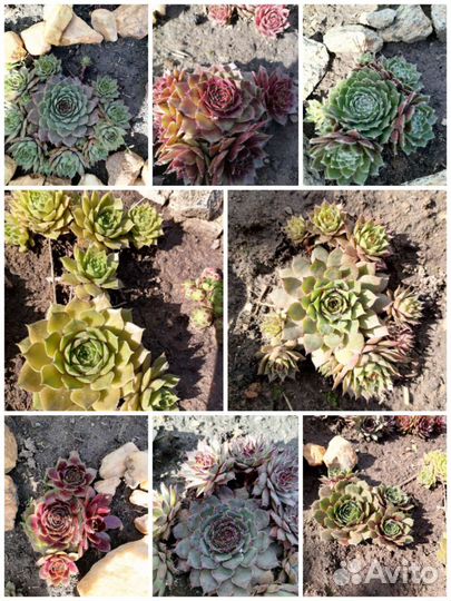 Сортовые молодила и очитки