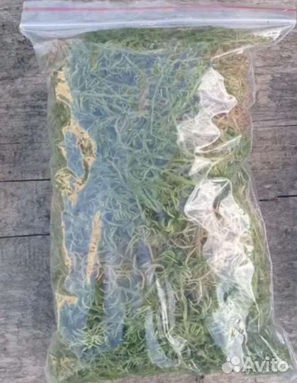 Мох сфагнум, живой