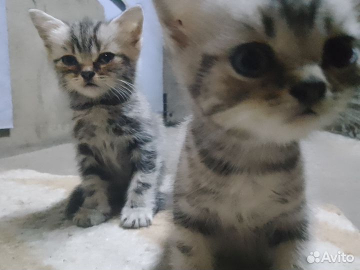 Британские котята